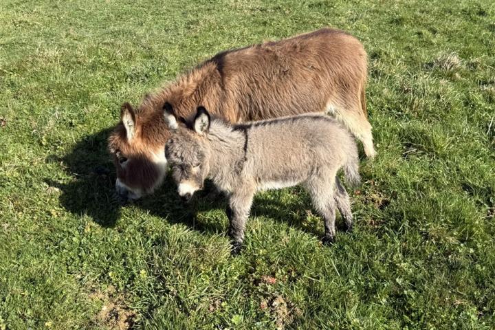 Quincy Francarolis ânon microminiature MDR