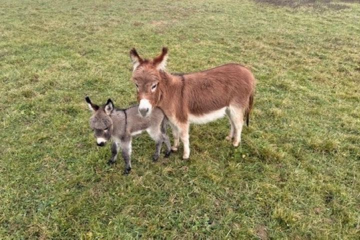 Quincy Francarolis mâle micromini et Vénus sa maman