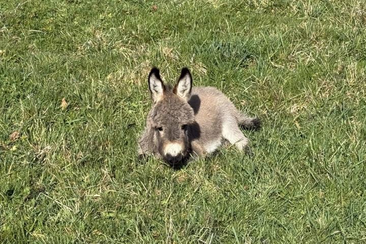 Quincy Francarolis ânon mâle gris micromini MDR