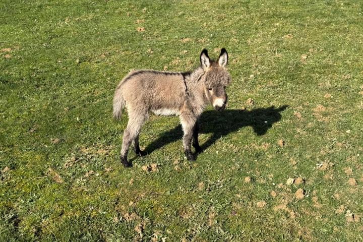 Quincy Francarolis mâle gris microminiature MDR