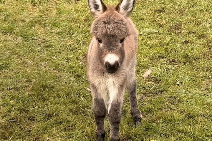 Quincy Francarolis mâle micromini MDR