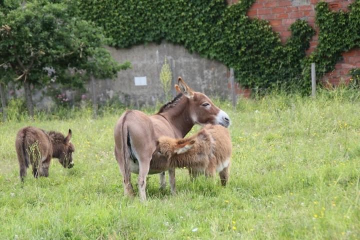 Sandy et Punto son ânon rouge