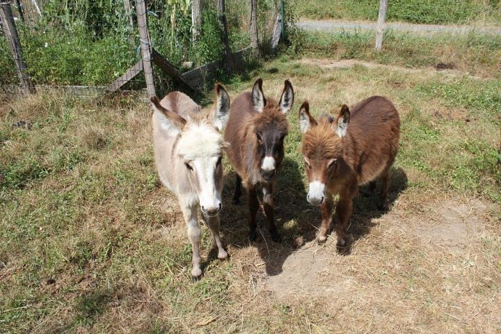 Sherlock, Moorea et Huahiné