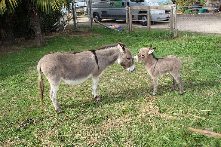 Twinkie et son ânon