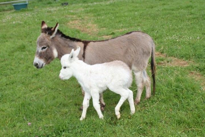 Iris Francarolis et Twinkie sa maman