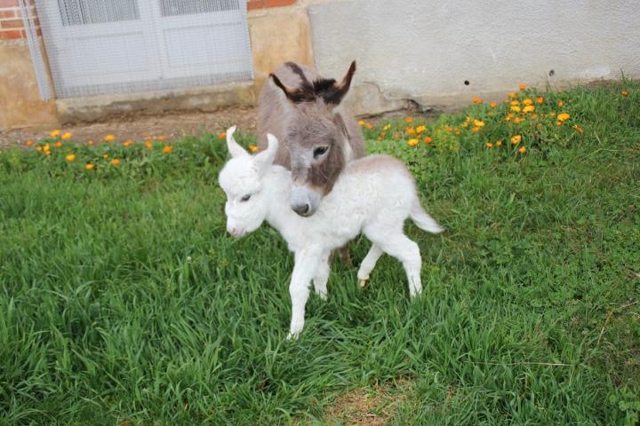 Twinkie et sa merveilleuse Iris