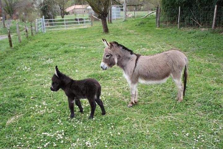 Twinkie et Lolo