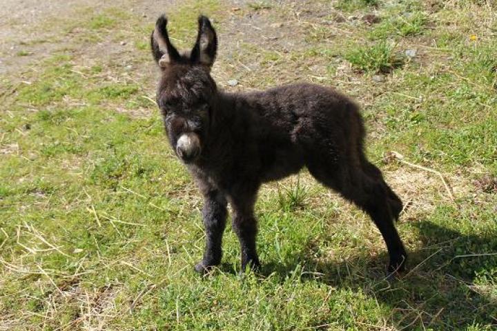 Unique Francarolis mâle micro brun 