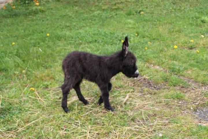 Unique ânon mâle ultramini à la naissance