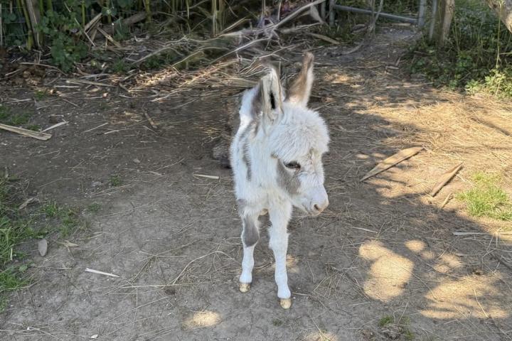 White Lotus âne micromini pie MDR