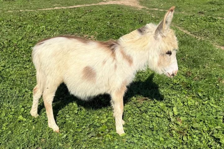 White Lotus âne microminiature pie MDR