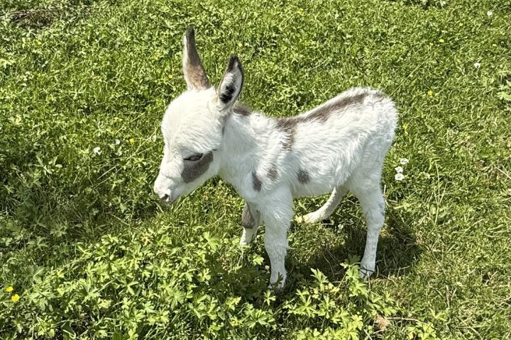 White Lotus ânon mâle pie microminiature MDR