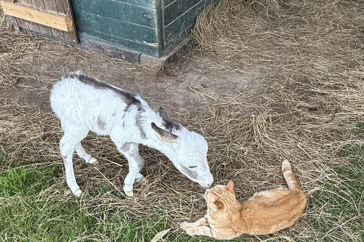 White Lotus mâle micro pie MDR et Tictic le chat