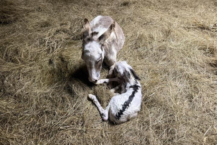 White Lotus mâle pie micromini naissance