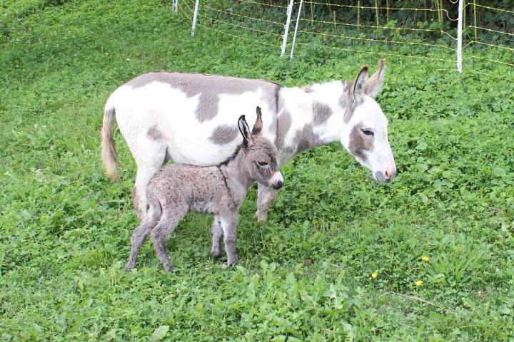 Asti Francarolis bébé et sa maman Xanadu