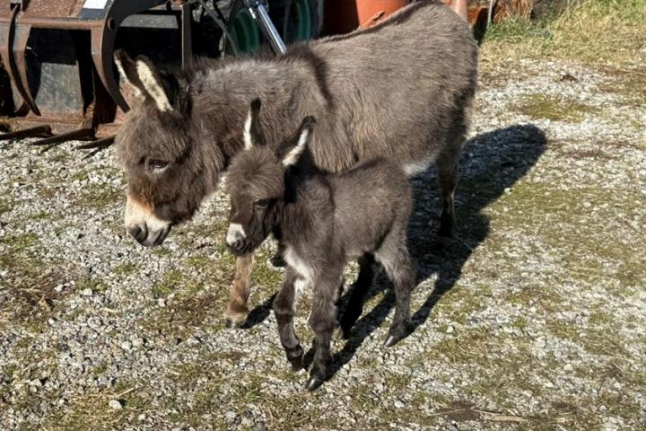 Zazou Francarolis mâle micromini MDR et Margie sa maman