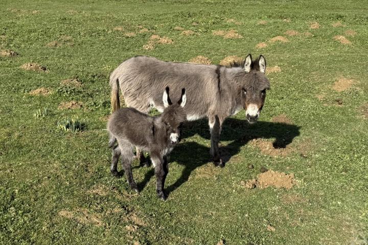 Zazou Francarolis mâle micro MDR et Margie sa maman