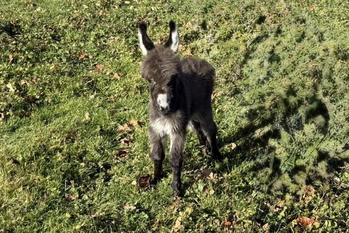 Zazou Francarolis mâle microminiature MDR