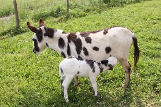 Danette et Indiana son ânon mâle pie tyger spotted