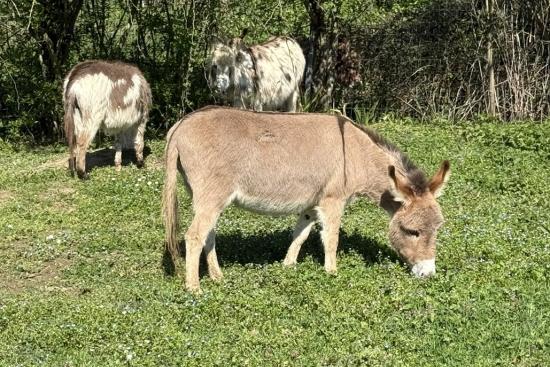 Fauve Francarolis ânesse miniature rouge clair MDR