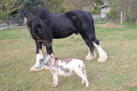 Filou ane miniature et Oscar