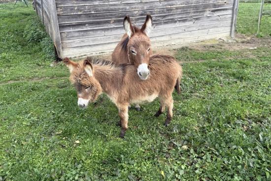 Papyrus Francarolis mâle rouge micromini MDR