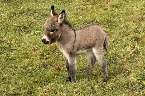 Quincy Francarolis mâle microminiature MDR