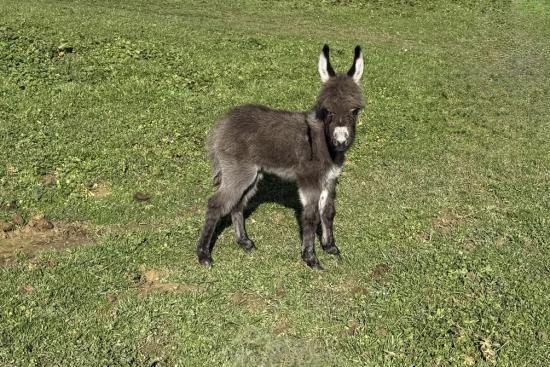 Zazou Francarolis mâle gris microminiature MDR