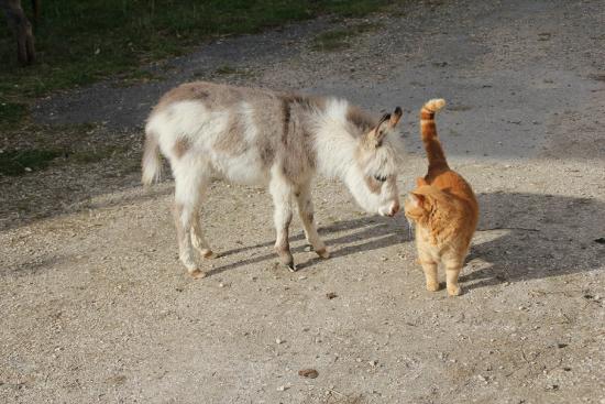 Illo Francarolis et le chat