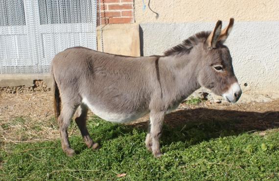 Armonie ânesse microminiature de 69 cm