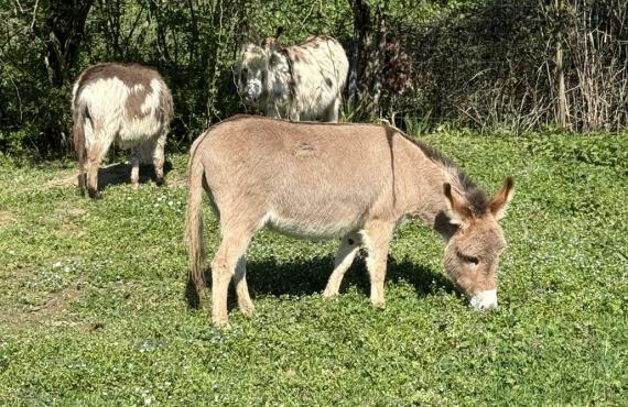 Fauve Francarolis ânesse miniature rouge clair MDR