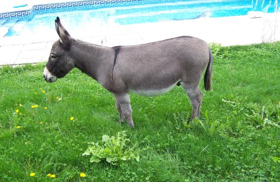 Petit-Garçon âne reproducteur américain