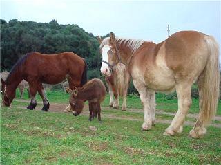  Garçon Francarolis âne miniature et les chevaux de trait aux Iles Baléares