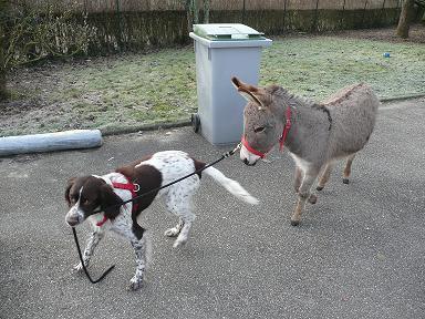 Choupette et le chien