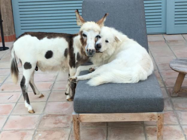 L'âne miniature et le chien