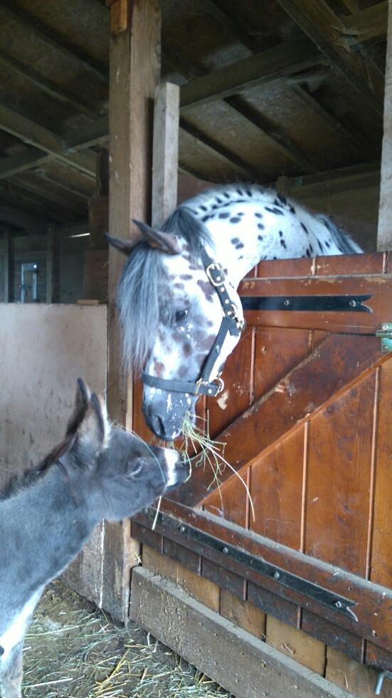 l'âne miniature et l'apaloosa