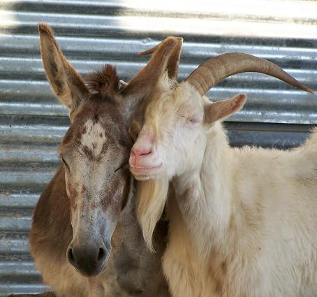 Fanny et son copain Lucifer le bouc Saanen