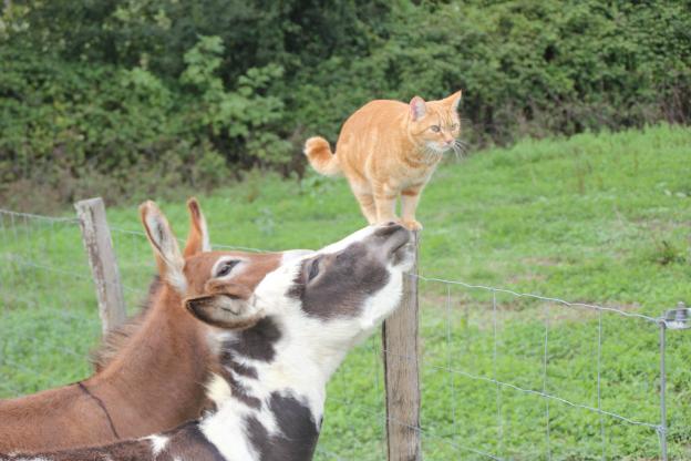 Danette ânesse tyger spotted blanche et noire et Chipie