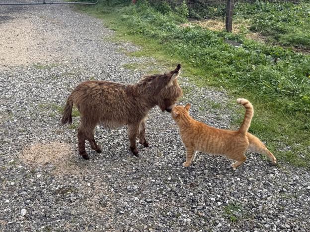 Fée Francarolis de 4 mois et Chacha