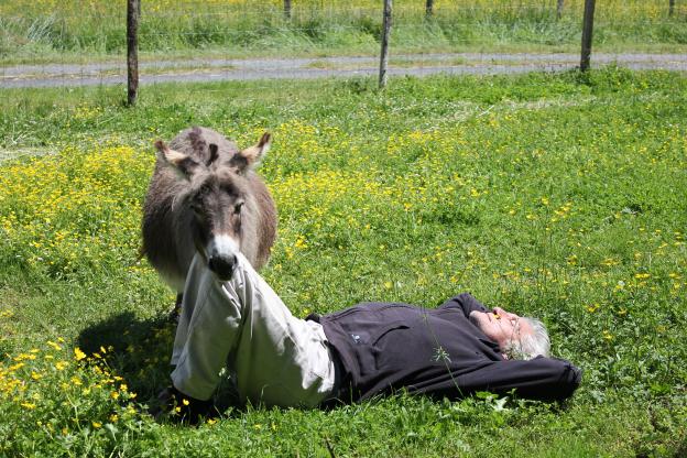 Francis en pleine sieste avec une ânesse prête à mettre bas