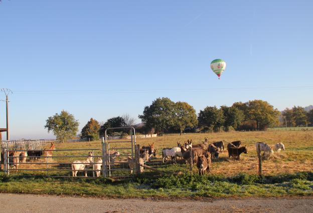 Les ânes en prairie