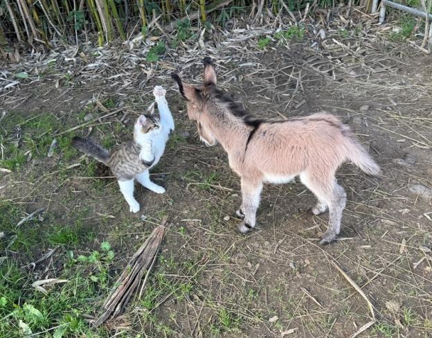 Poppins Francarolis et Balloo le chat