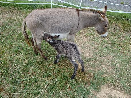 Première tétée de colostrum