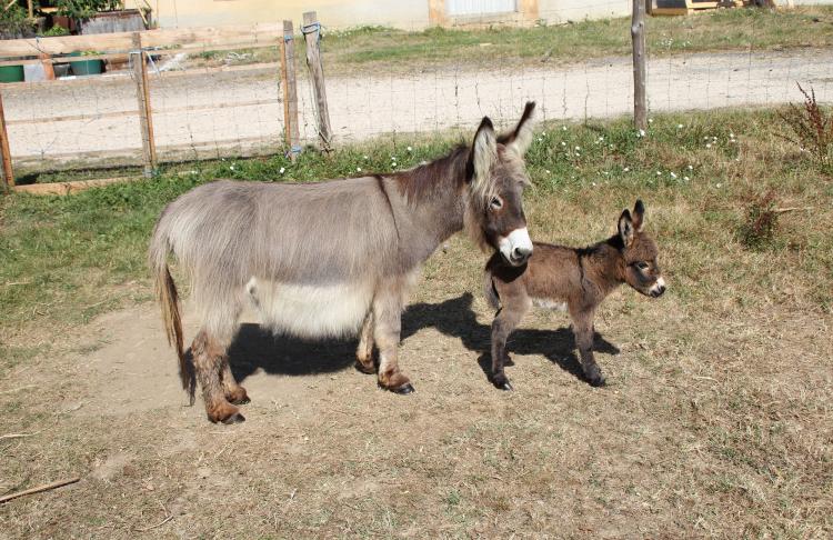 Valentine et son anesse en été