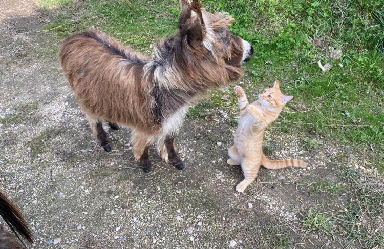 Daisy l'ânesse micro woolly et Chacha son copain