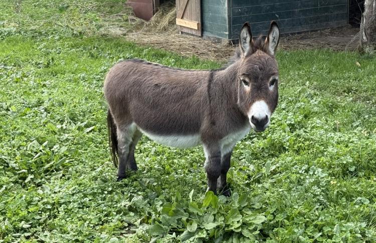 Gadjo Francarolis mâle castré microminiature de 71 cm et 10 ans