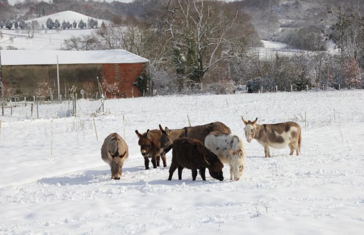 Les ânes dans la neige