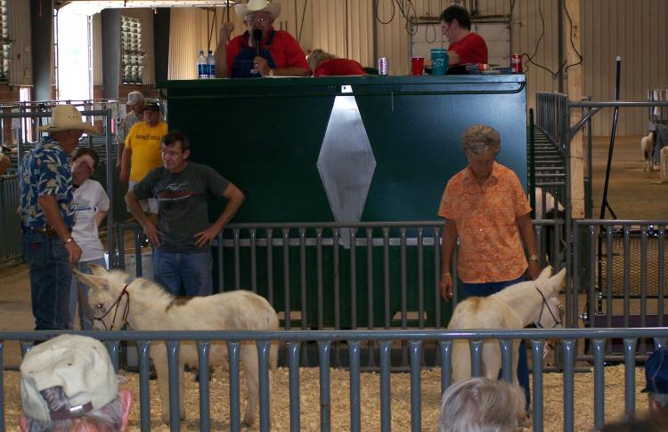 Vente aux enchères d'ânes et chevaux miniatures en Oklahoma